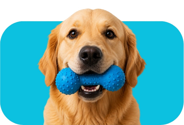 Hundespiezeuge