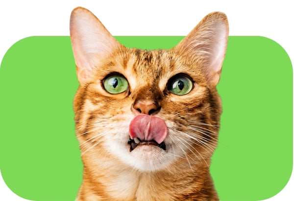 Katze